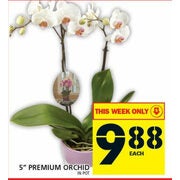 5" Premium Orchid - $9.88