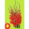 Gladiolus Bouquet  - $4.49