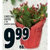 Christmas Cactus - $9.99