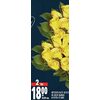 Intermediate Roses 10-Stem Bunch - 2/$18.00